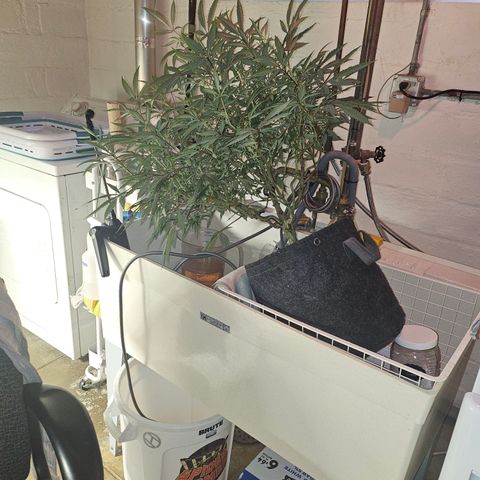 Granny Candy 🍬 growlog photo: Angle drain after feed