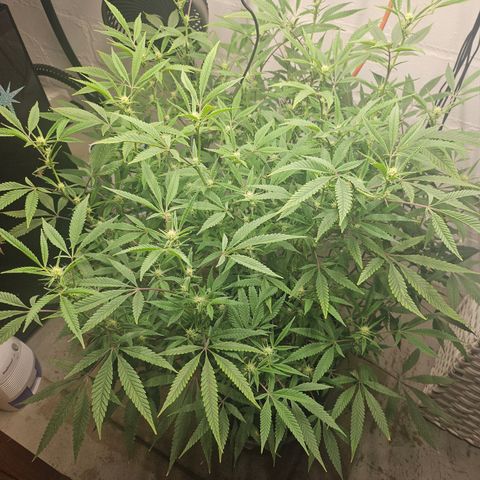 Granny Candy 🍬 growlog timeline photo