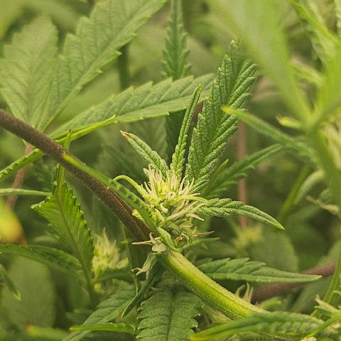 Granny Candy 🍬 growlog timeline photo
