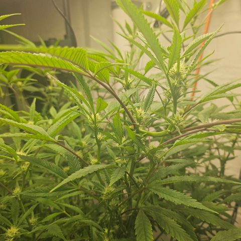 Granny Candy 🍬 growlog timeline photo