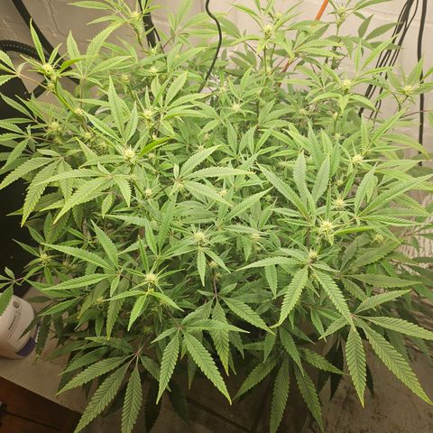 Granny Candy 🍬 growlog timeline photo
