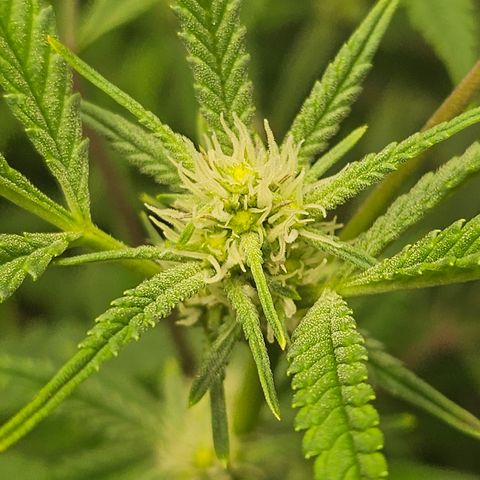 Granny Candy 🍬 growlog timeline photo