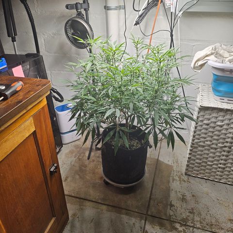 Granny Candy 🍬 growlog timeline photo