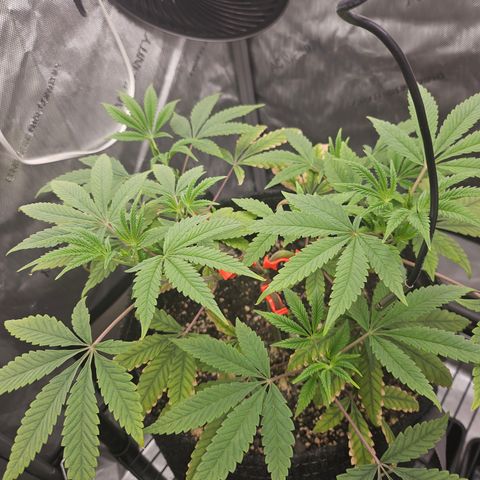 Grand Candy 2 🍬 growlog timeline photo