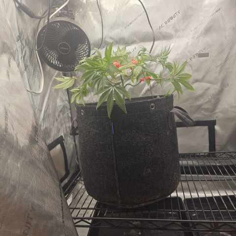 Grand Candy 2 🍬 growlog timeline photo