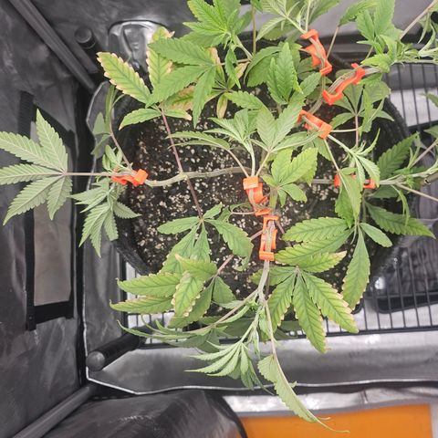 Grand Candy 2 🍬 growlog timeline photo