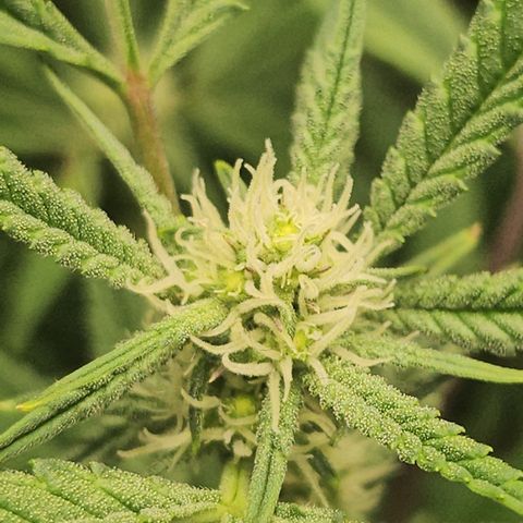 Granny Candy 🍬 growlog timeline photo