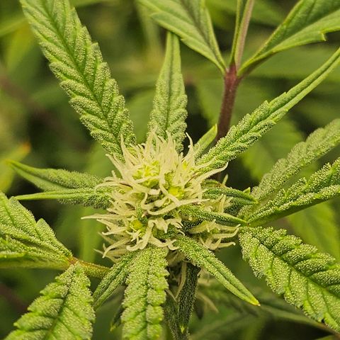 Granny Candy 🍬 growlog timeline photo