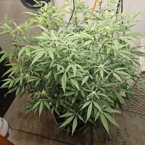 Granny Candy 🍬 growlog timeline photo