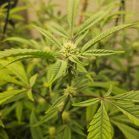 Granny Candy 🍬 growlog timeline photo