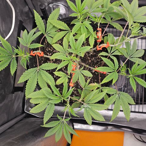 Grand Candy 2 🍬 growlog timeline photo