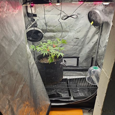 Grand Candy 2 🍬 growlog timeline photo