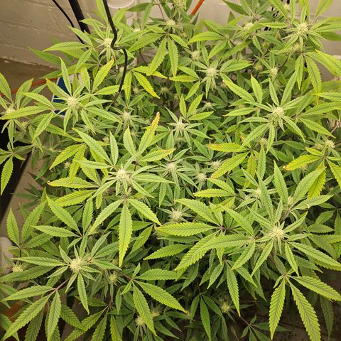 Granny Candy 🍬 growlog timeline photo