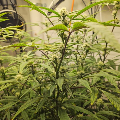 Granny Candy 🍬 growlog timeline photo