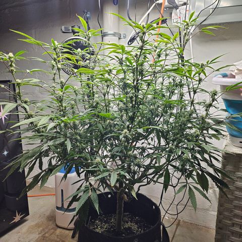 Granny Candy 🍬 growlog timeline photo