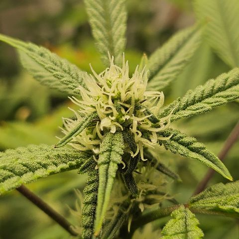 Granny Candy 🍬 growlog timeline photo
