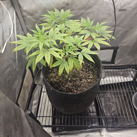 Grand Candy 2 🍬 growlog timeline photo