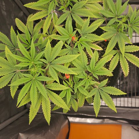Grand Candy 2 🍬 growlog timeline photo
