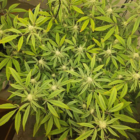 Granny Candy 🍬 growlog timeline photo