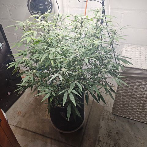 Granny Candy 🍬 growlog timeline photo