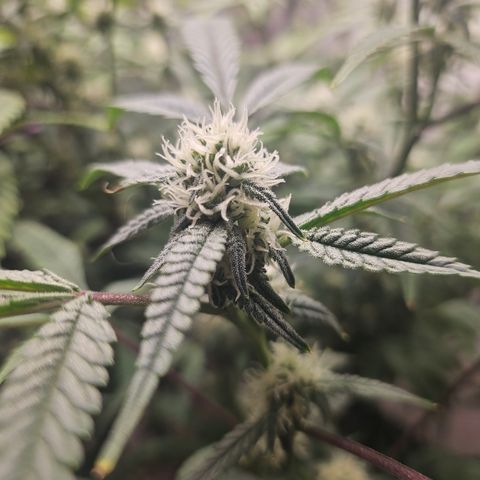 Granny Candy 🍬 growlog timeline photo