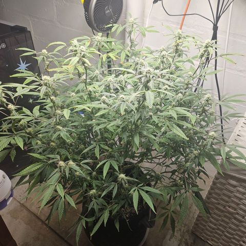 Granny Candy 🍬 growlog timeline photo