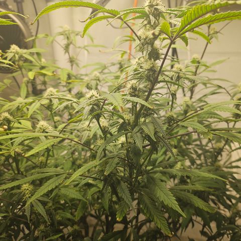 Granny Candy 🍬 growlog timeline photo