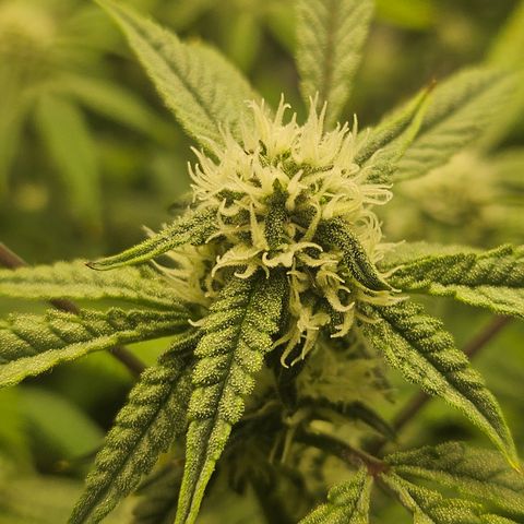 Granny Candy 🍬 growlog timeline photo