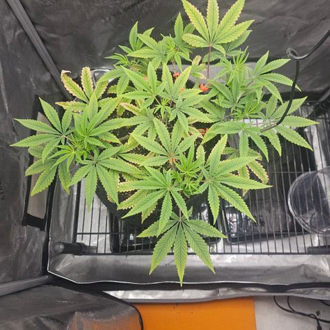 Grand Candy 2 🍬 growlog timeline photo