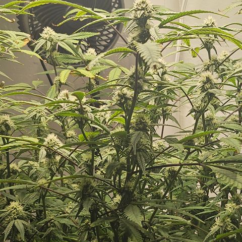 Granny Candy 🍬 growlog timeline photo