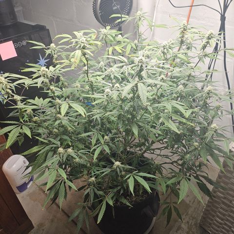 Granny Candy 🍬 growlog timeline photo
