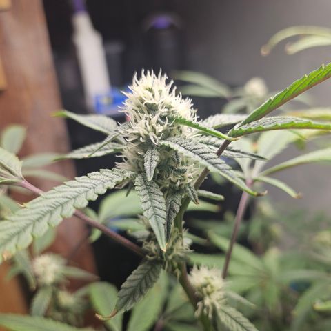 Granny Candy 🍬 growlog timeline photo