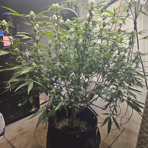 Granny Candy 🍬 growlog timeline photo