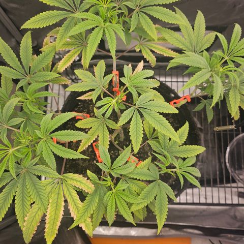 Grand Candy 2 🍬 growlog timeline photo