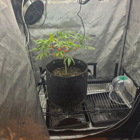 Grand Candy 2 🍬 growlog timeline photo