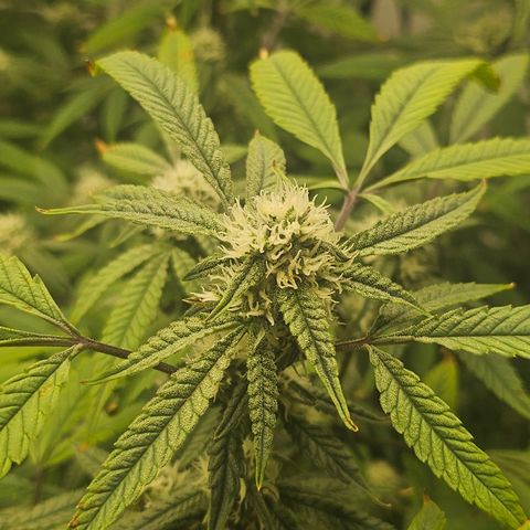 Granny Candy 🍬 growlog timeline photo