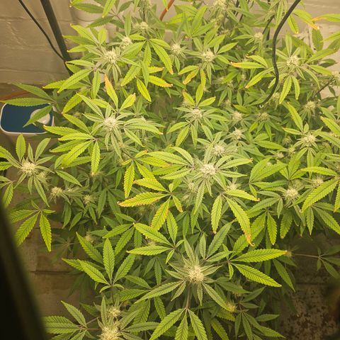 Granny Candy 🍬 growlog timeline photo