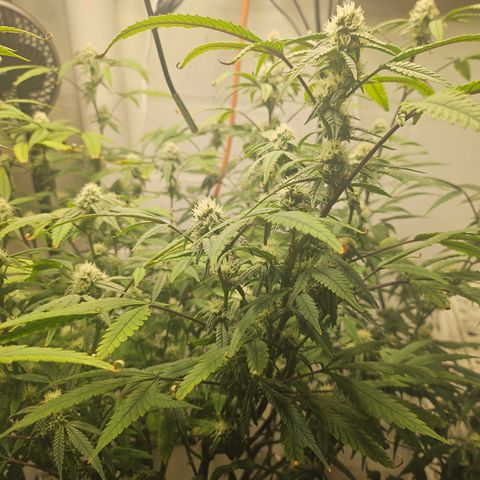 Granny Candy 🍬 growlog timeline photo