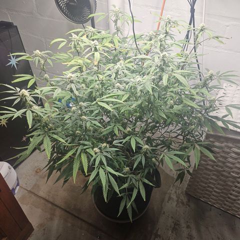Granny Candy 🍬 growlog timeline photo