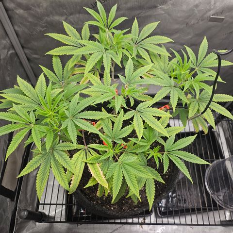 Grand Candy 2 🍬 growlog timeline photo