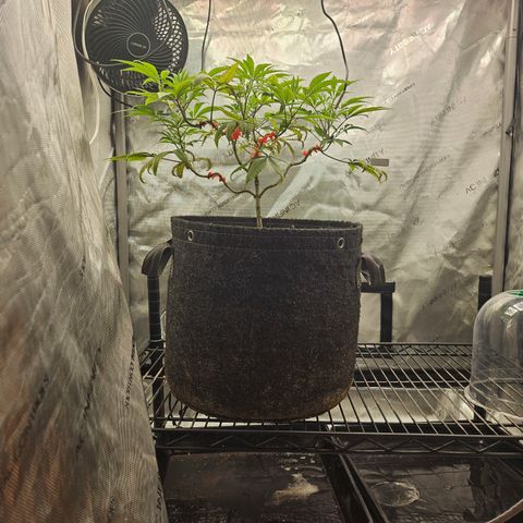Grand Candy 2 🍬 growlog timeline photo