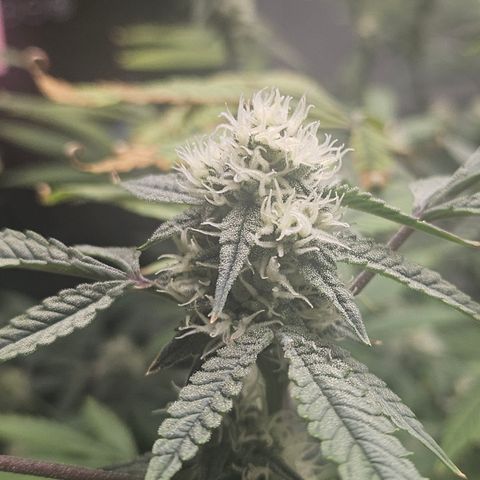 Granny Candy 🍬 growlog timeline photo