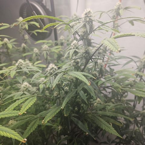 Granny Candy 🍬 growlog timeline photo