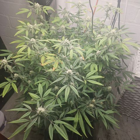 Granny Candy 🍬 growlog timeline photo