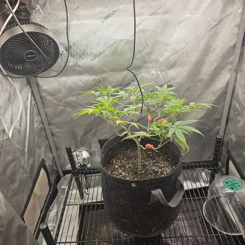 Grand Candy 2 🍬 growlog timeline photo