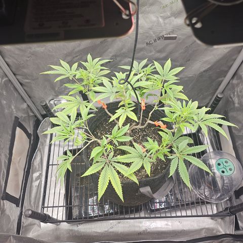 Grand Candy 2 🍬 growlog timeline photo