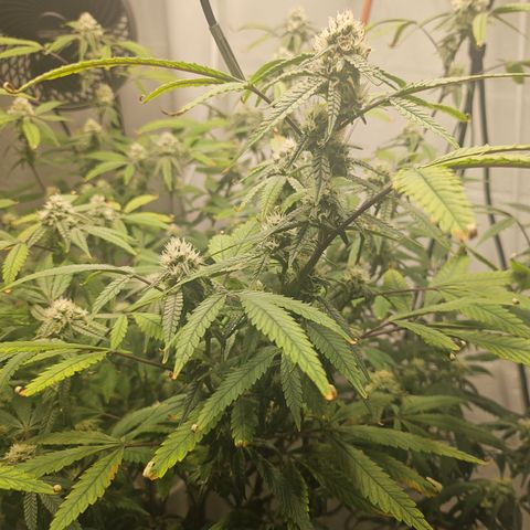 Granny Candy 🍬 growlog timeline photo