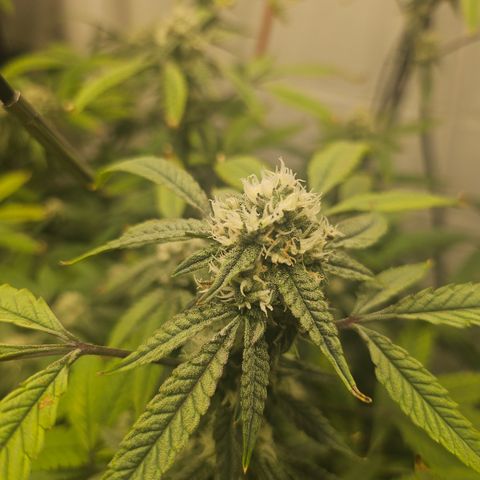 Granny Candy 🍬 growlog timeline photo