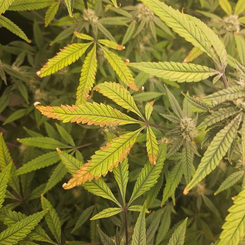 Granny Candy 🍬 growlog timeline photo