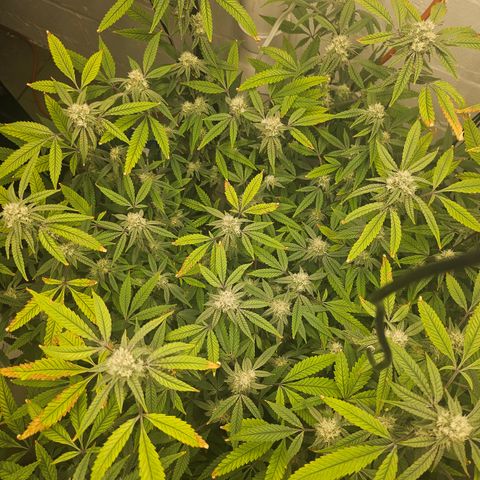 Granny Candy 🍬 growlog timeline photo